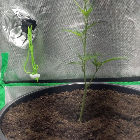 Ice Cream Cake growlog timeline photo
