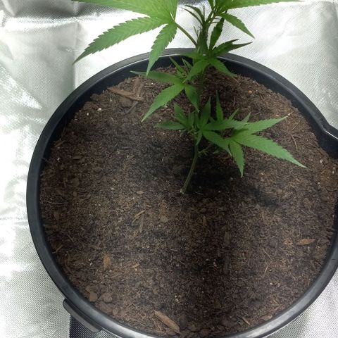 Ice Cream Cake growlog timeline photo