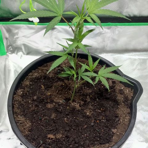 Ice Cream Cake growlog timeline photo