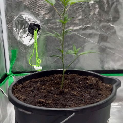 Ice Cream Cake growlog timeline photo