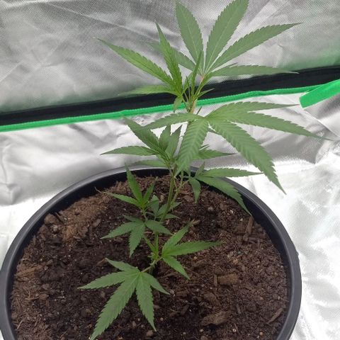 Ice Cream Cake growlog timeline photo