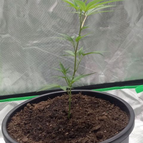 Ice Cream Cake growlog timeline photo