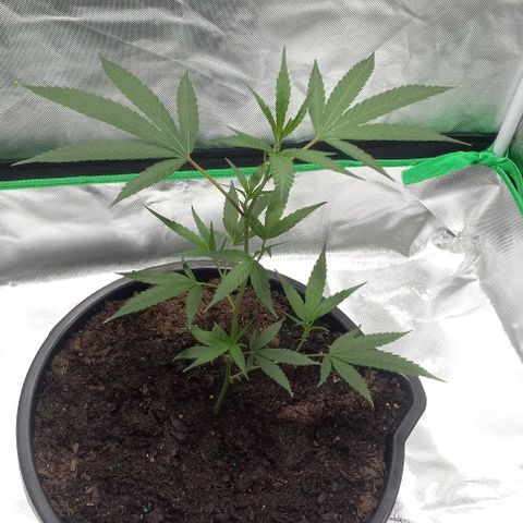 Ice Cream Cake growlog timeline photo