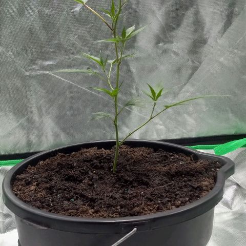 Ice Cream Cake growlog timeline photo