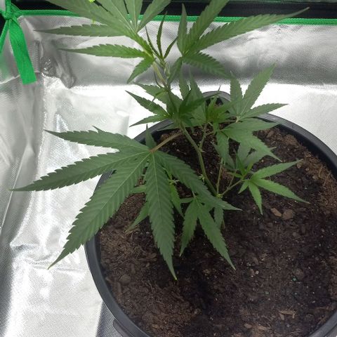 Ice Cream Cake growlog timeline photo