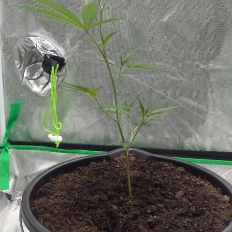 Ice Cream Cake growlog timeline photo