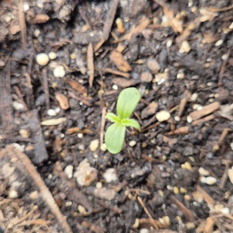 +Speed Auto growlog timeline photo