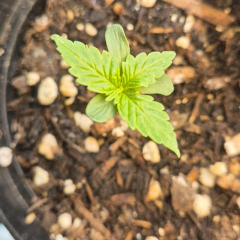 3 Leaf Mutant growlog timeline photo