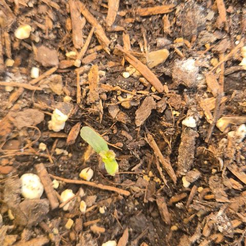 Do-Si-Dos Automatic growlog timeline photo