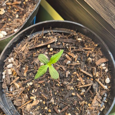 +Speed Auto growlog timeline photo