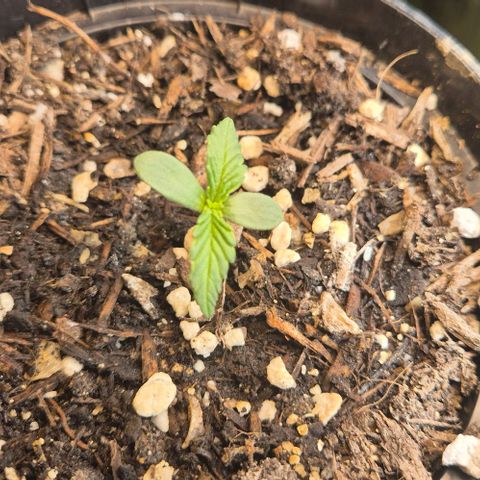 +Speed Auto growlog timeline photo