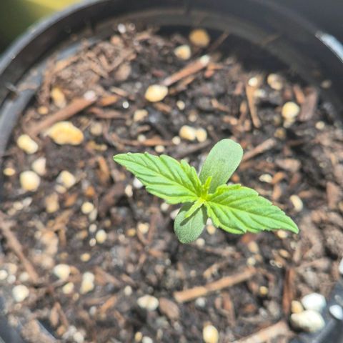 Easy Bud  growlog timeline photo