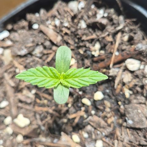 Easy Bud  growlog timeline photo