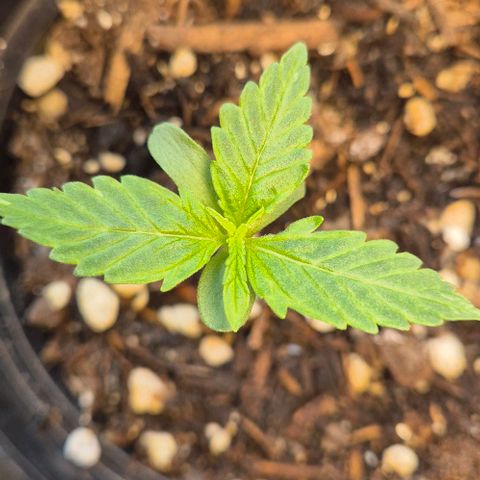 3 Leaf Mutant growlog timeline photo