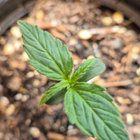 Easy Bud  growlog timeline photo