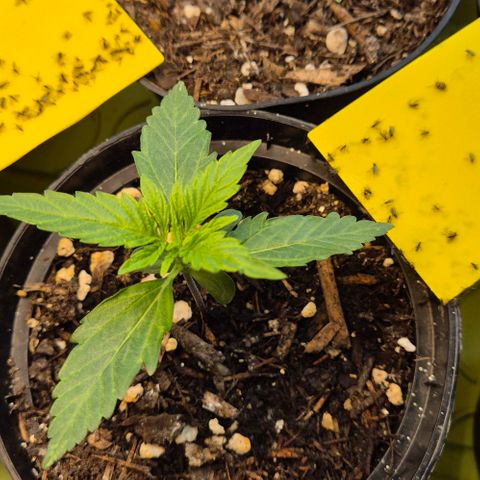 3 Leaf Mutant growlog timeline photo