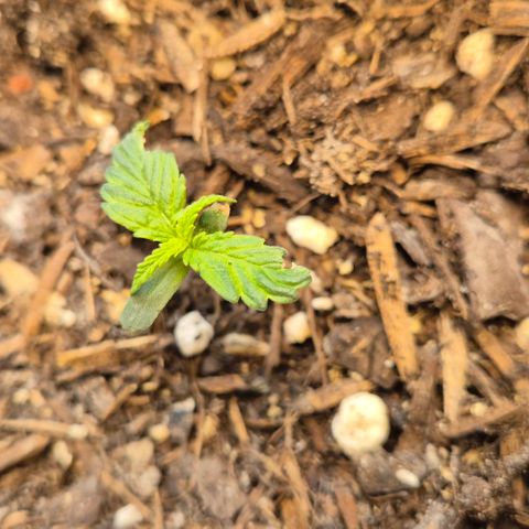 Do-Si-Dos Automatic growlog timeline photo