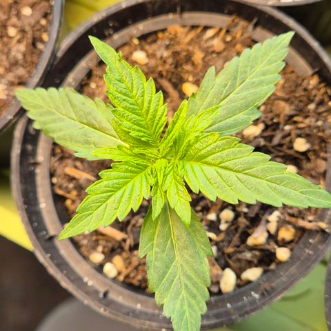 3 Leaf Mutant growlog timeline photo