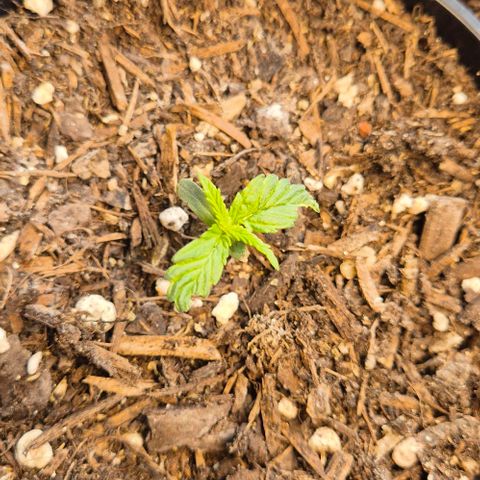 Do-Si-Dos Automatic growlog timeline photo