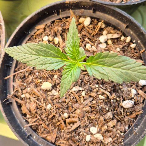 +Speed Auto growlog timeline photo