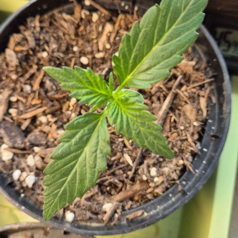 +Speed Auto growlog timeline photo