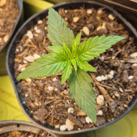 Easy Bud  growlog timeline photo
