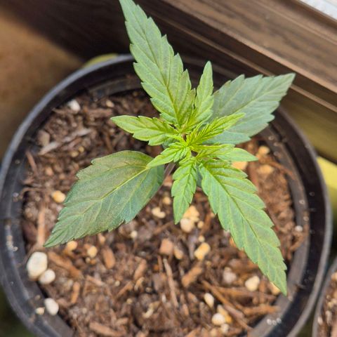 Easy Bud  growlog timeline photo