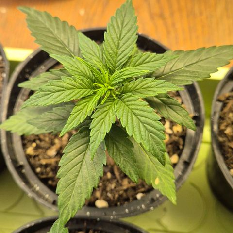 3 Leaf Mutant growlog timeline photo
