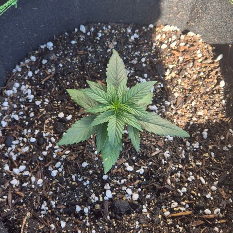 3 Leaf Mutant growlog timeline photo