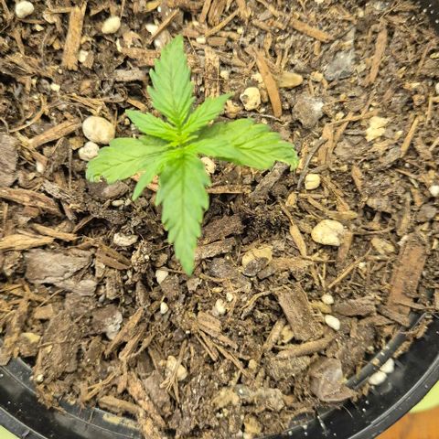 Do-Si-Dos Automatic growlog timeline photo