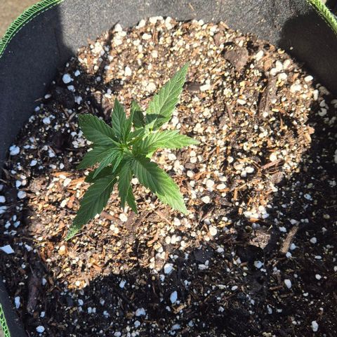 Easy Bud  growlog timeline photo