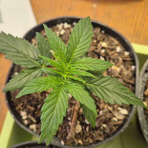 Easy Bud  growlog timeline photo