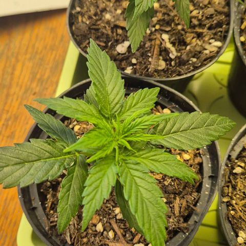 Easy Bud  growlog timeline photo