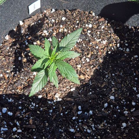 Easy Bud  growlog timeline photo