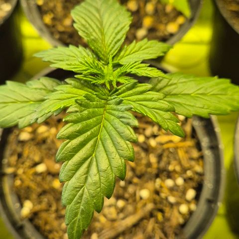 +Speed Auto growlog timeline photo