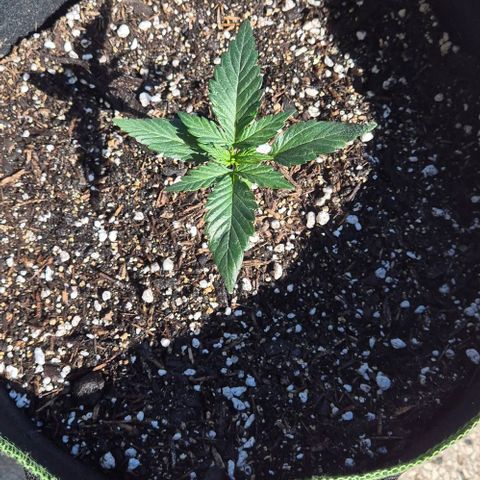 +Speed Auto growlog timeline photo