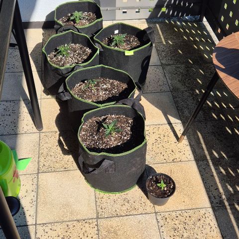 +Speed Auto growlog timeline photo