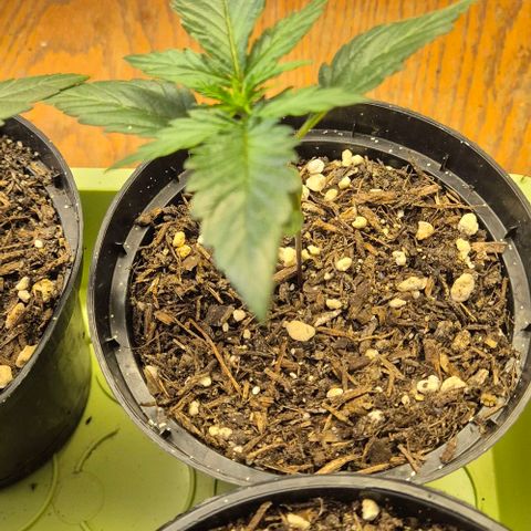 +Speed Auto growlog timeline photo