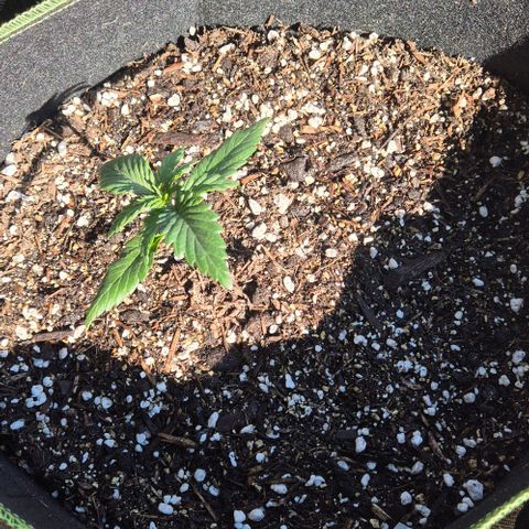 +Speed Auto growlog timeline photo