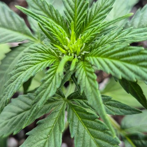 3 Leaf Mutant growlog timeline photo