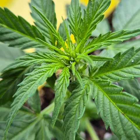 Easy Bud  growlog timeline photo