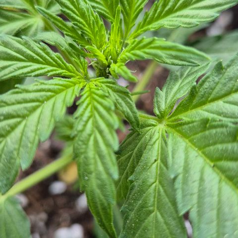 Easy Bud  growlog timeline photo