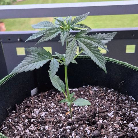 +Speed Auto growlog timeline photo