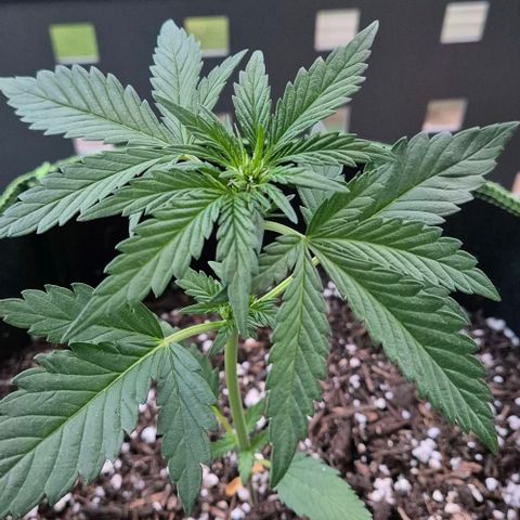 +Speed Auto growlog timeline photo