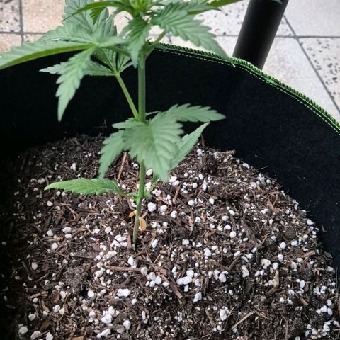 +Speed Auto growlog timeline photo