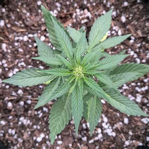 3 Leaf Mutant growlog timeline photo