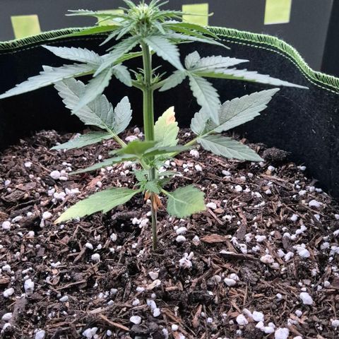 3 Leaf Mutant growlog timeline photo
