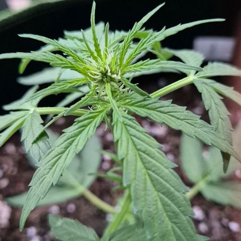 Easy Bud  growlog timeline photo