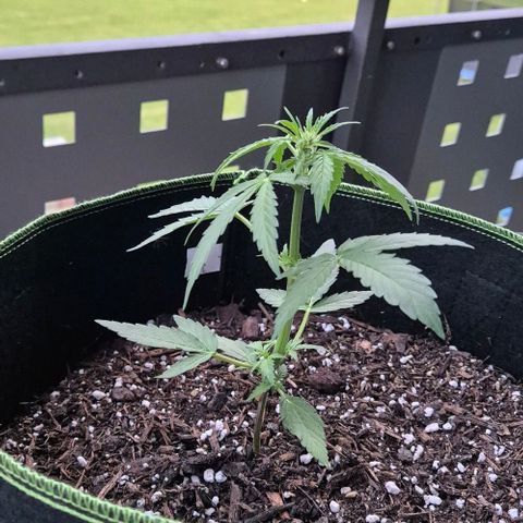 Easy Bud  growlog timeline photo