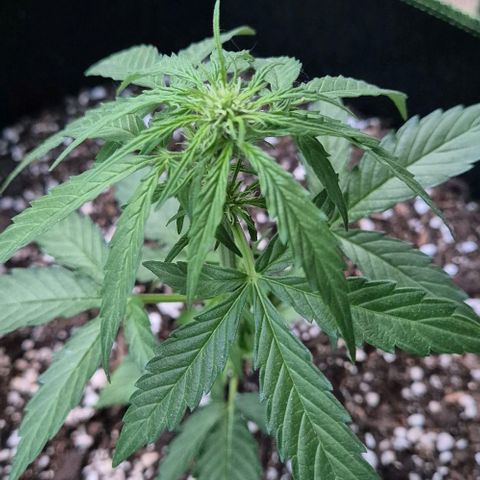 Easy Bud  growlog timeline photo